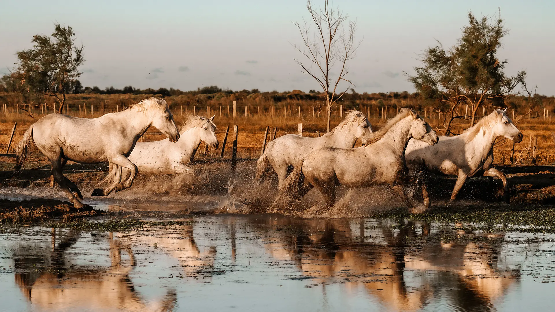 Chevaux de Camargue