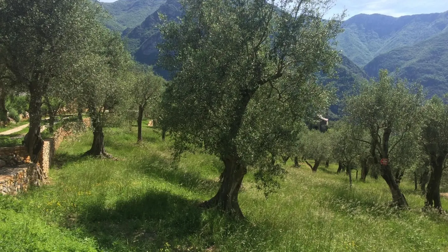 L'oliveraie La Source du Mont à Breil sur Roya - Gîtes de France Alpes-Maritimes