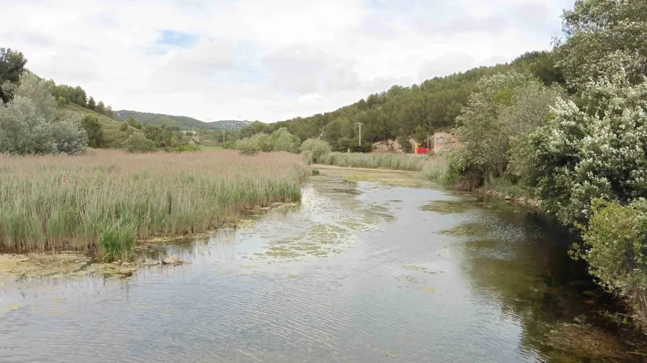 la roselière dont l'écosystème constitue un lieu unique sur la Côte Bleue de grande valeur patrimoniale