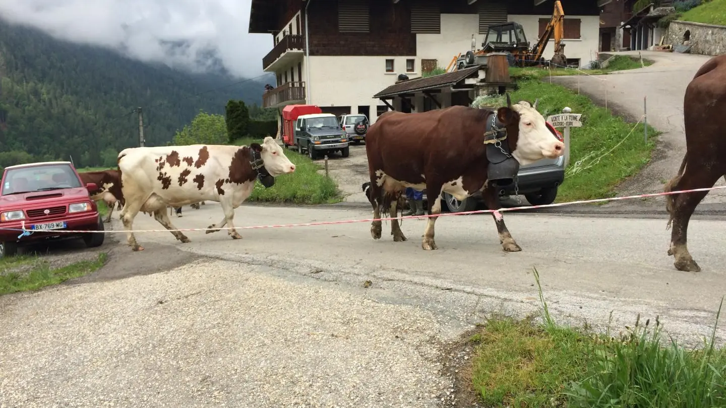 La marche du troupeau vers l'alpage
