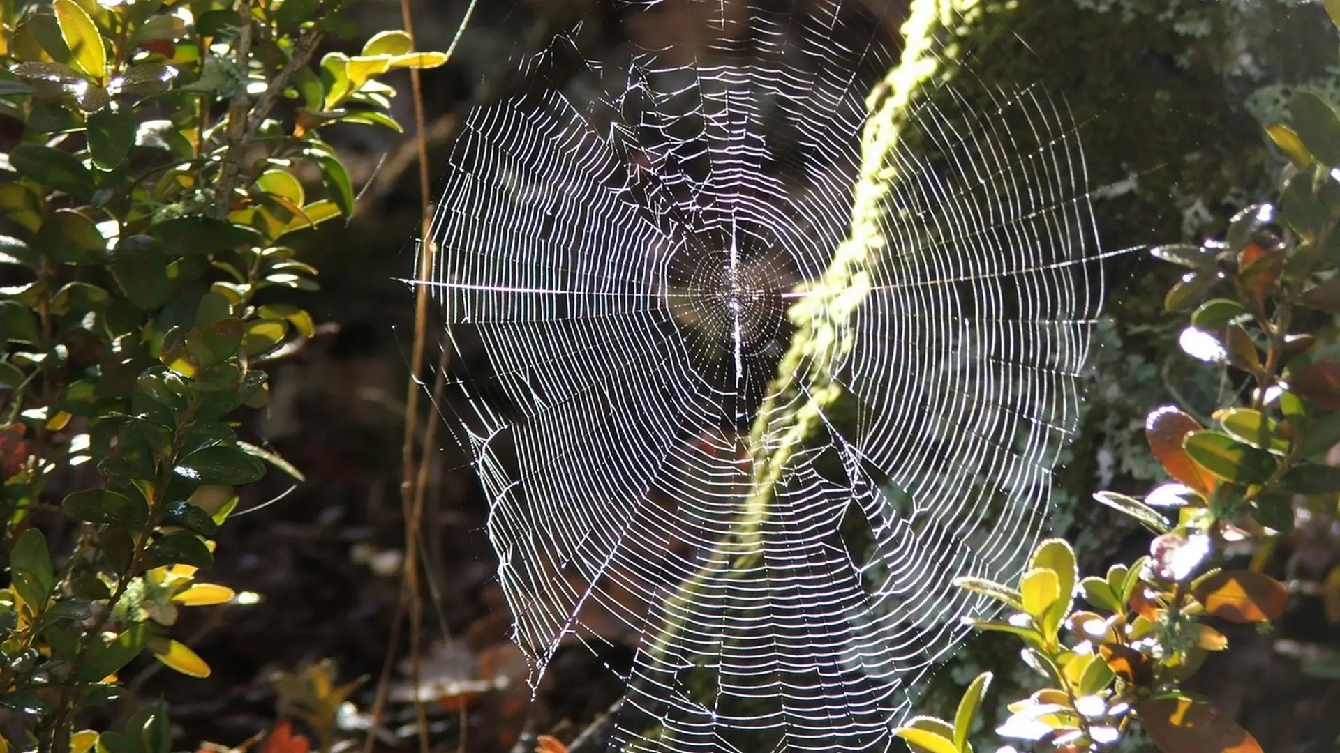 Toile d'araignée