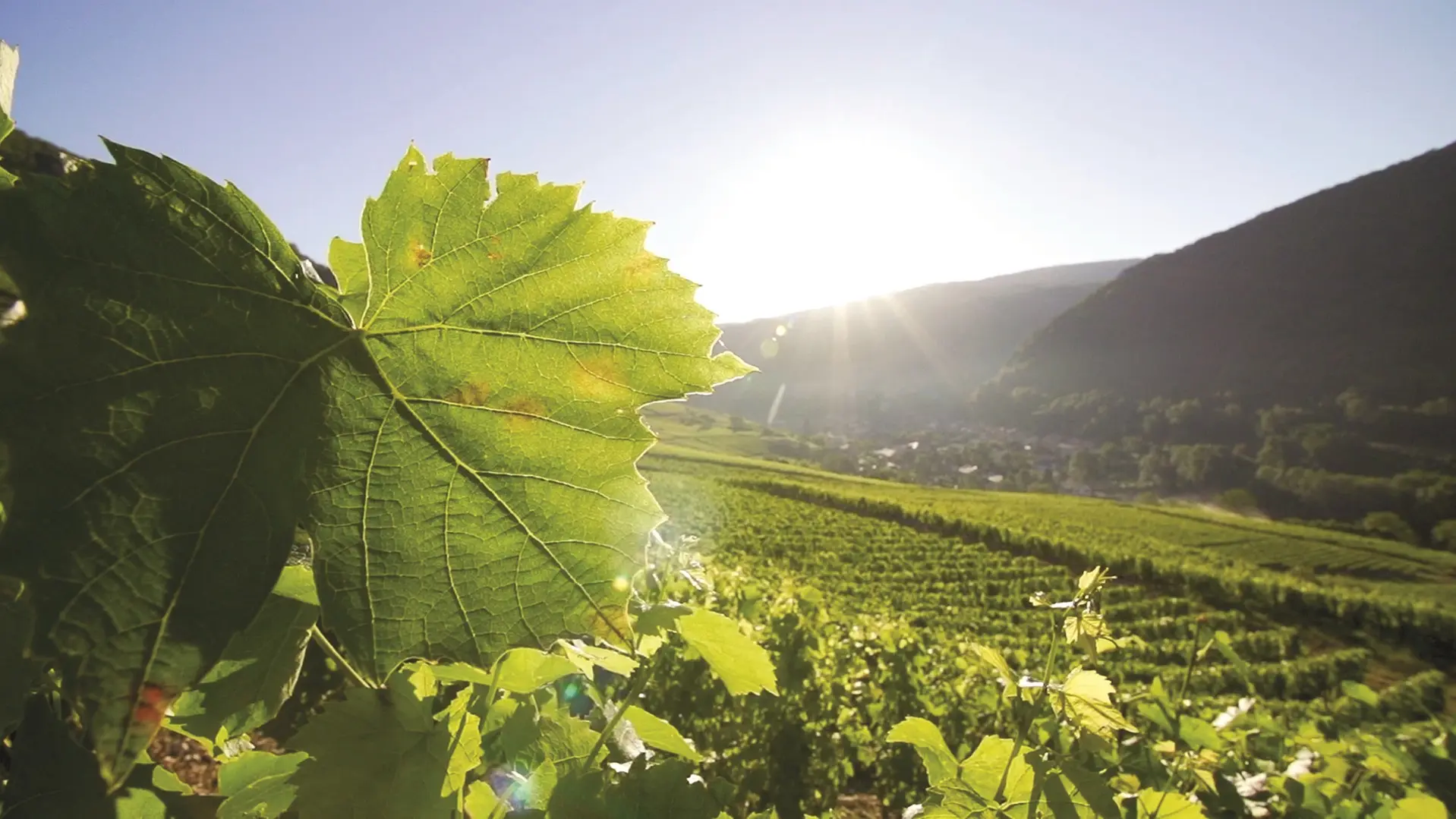 Vignoble de Cerdon