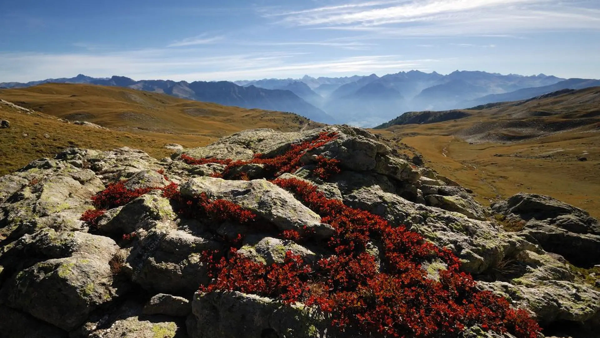 Myrtilles à l'automne à l'Alp de Vautisse,  Réotier