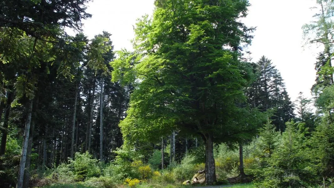 Chemin de randonnées au départ de l'hébergement