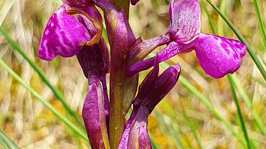 Orchis des Marais