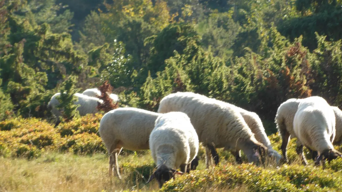 brebis en estive au site remarquable du Mont Chaussitre