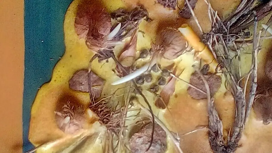 A bêche si décidée, ce legs safranier s'ouvre sur un karma enrubanné...