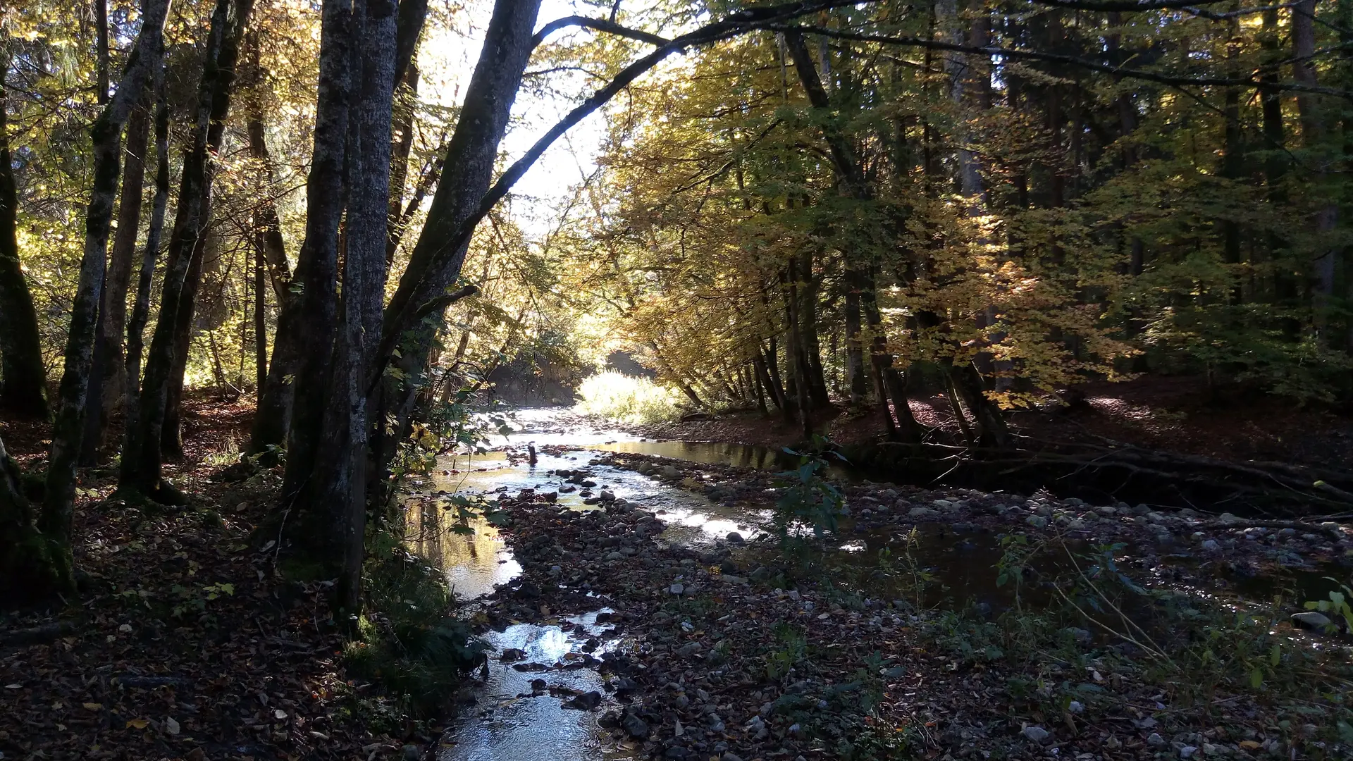 Jeux d'ombres sur la rivière