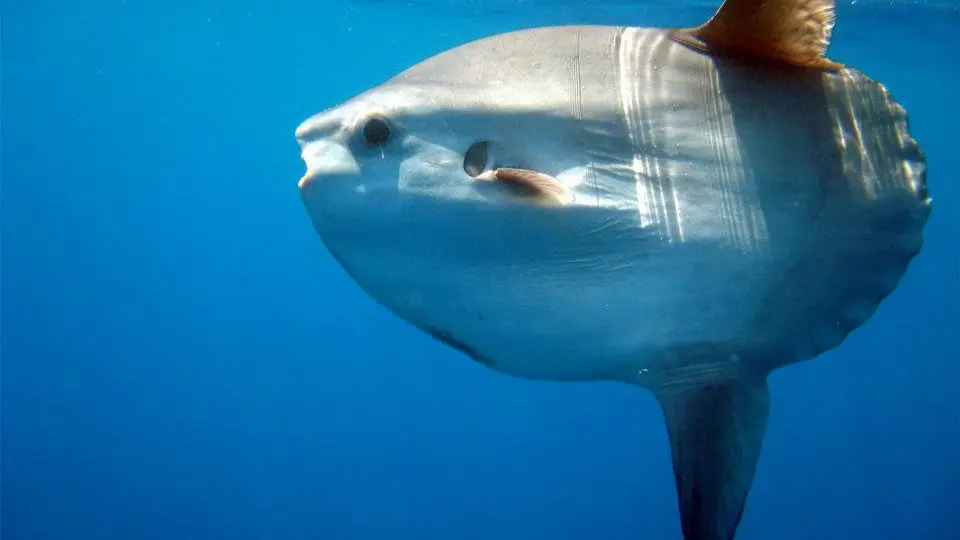 Poisson Lune