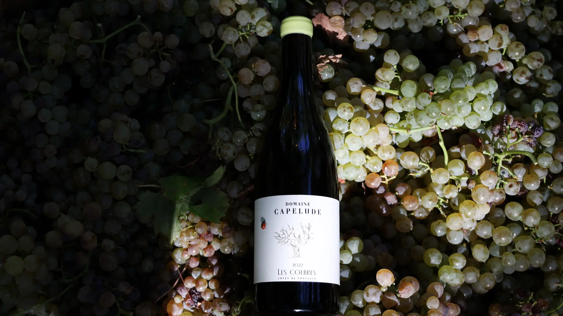 Colbres - Domaine de Capelude à à Collobrières