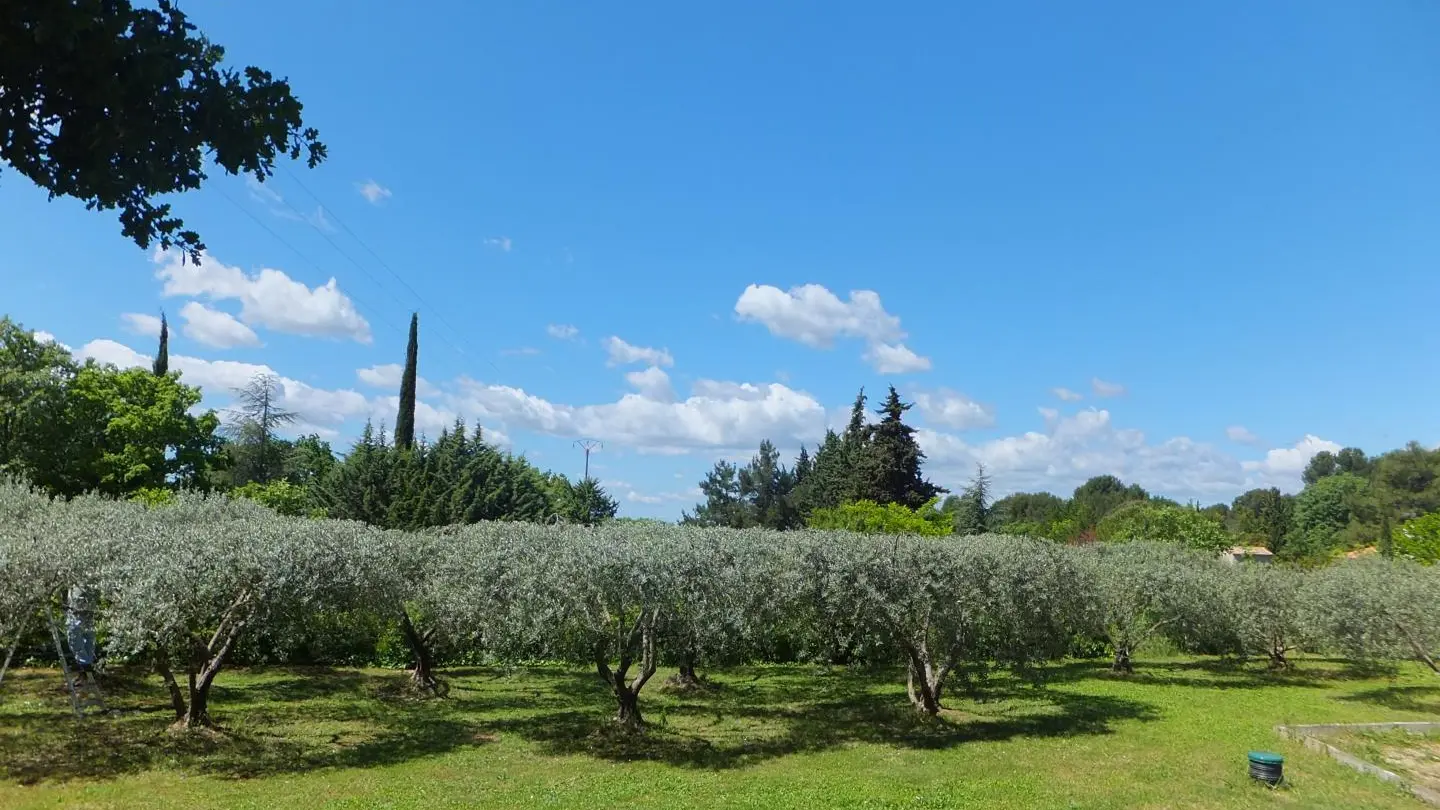 les oliviers de la propriété