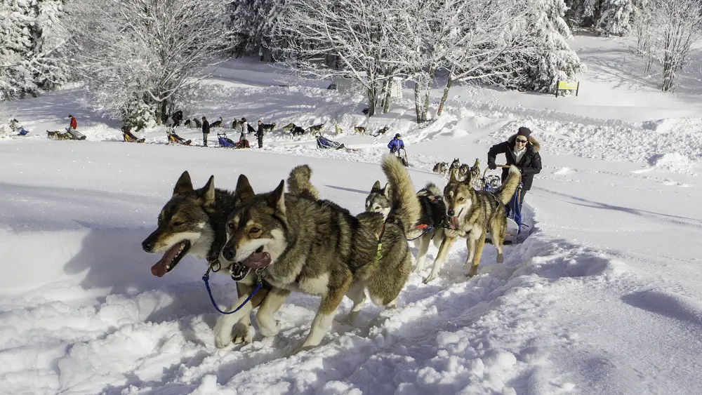 Chiens de traineaux