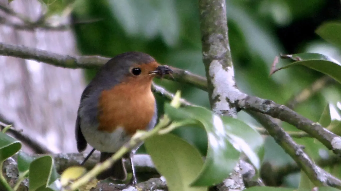 et le rouge-gorge chante: c'est la détente assurée
FOUMOURETTE' EST UN REFUGE LPO
