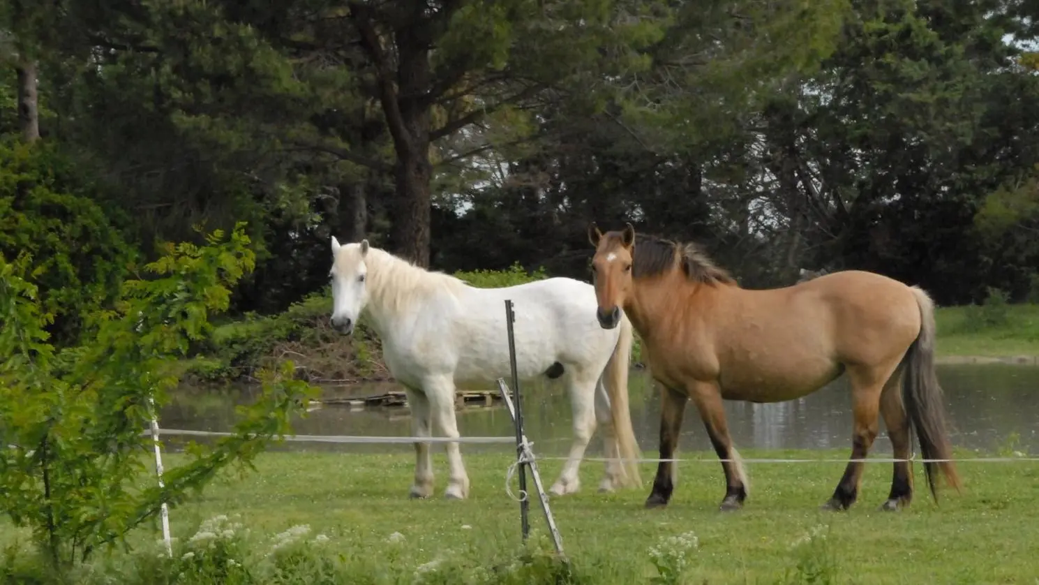 MES CHEVAUX