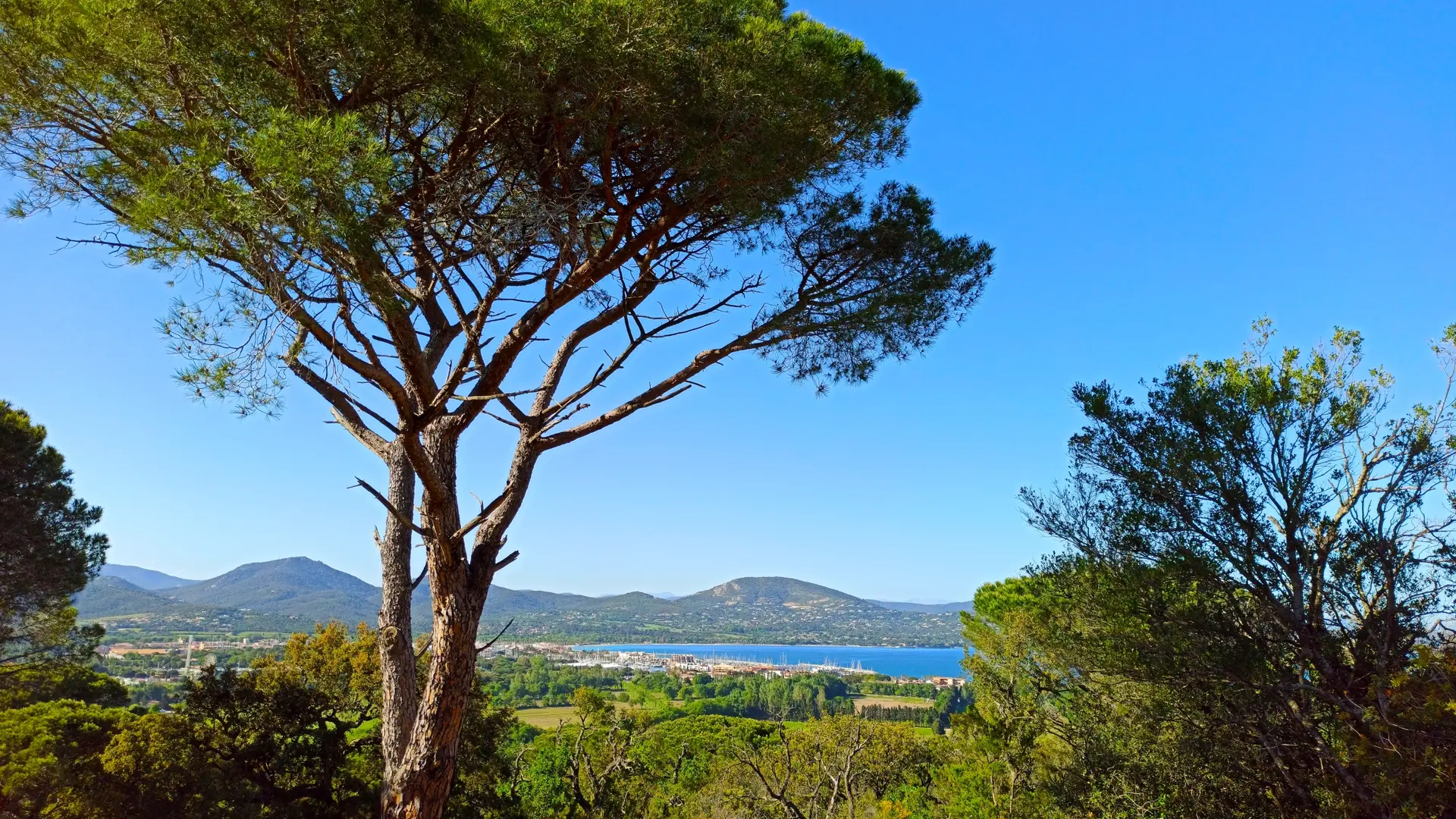 Pin parasol sur le golfe de Saint-Tropez https://gassin.eu