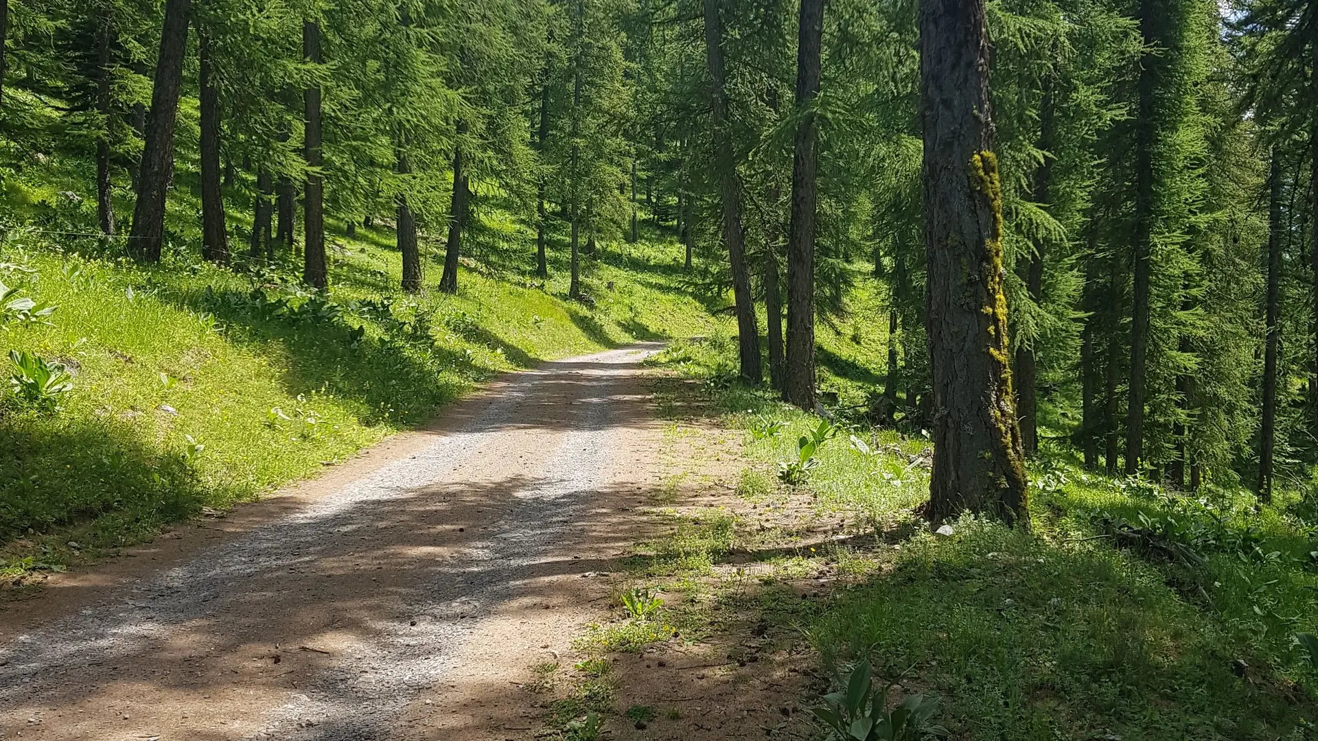 Mélézin du Pouzenc