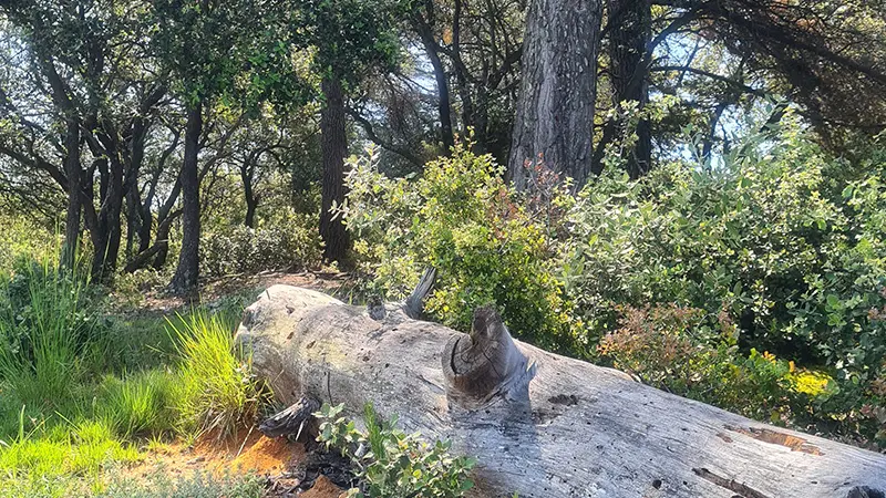 Circuit des Crêtes_Gardanne