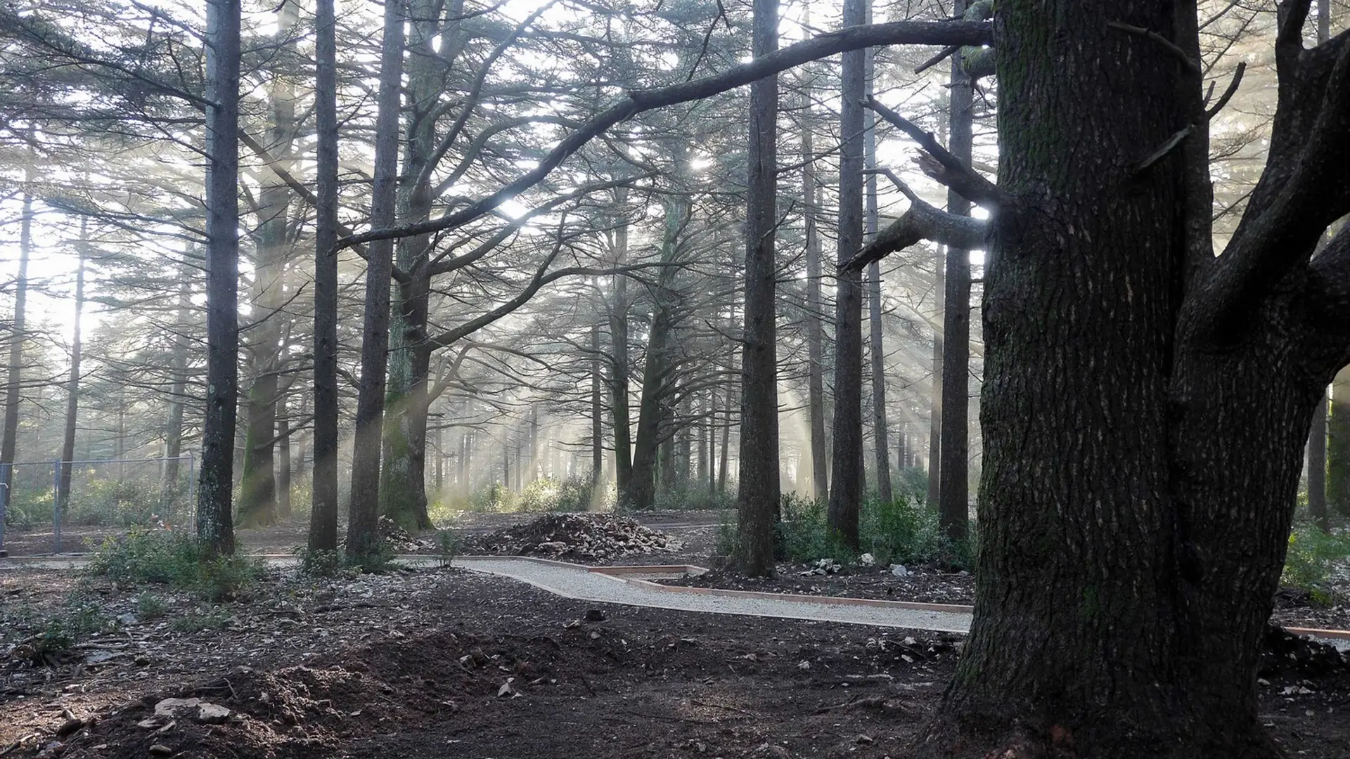 Sentier des Cèdres