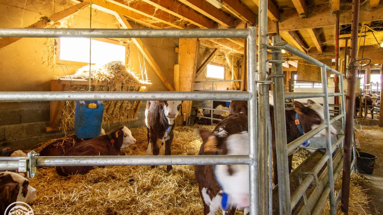 Bâtiment agricole des propriétaires à côté du gîte (veaux)