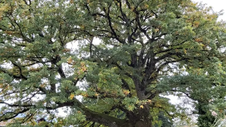 Chêne remarquable sentier des Roselières