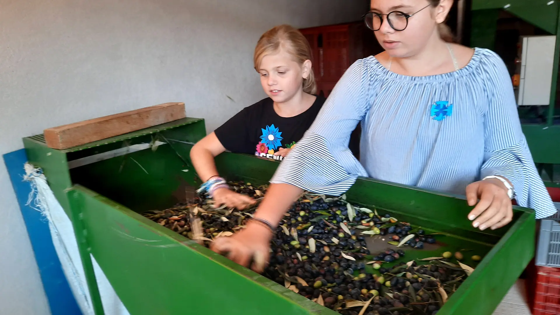 Effeuillage des olives par nos filles