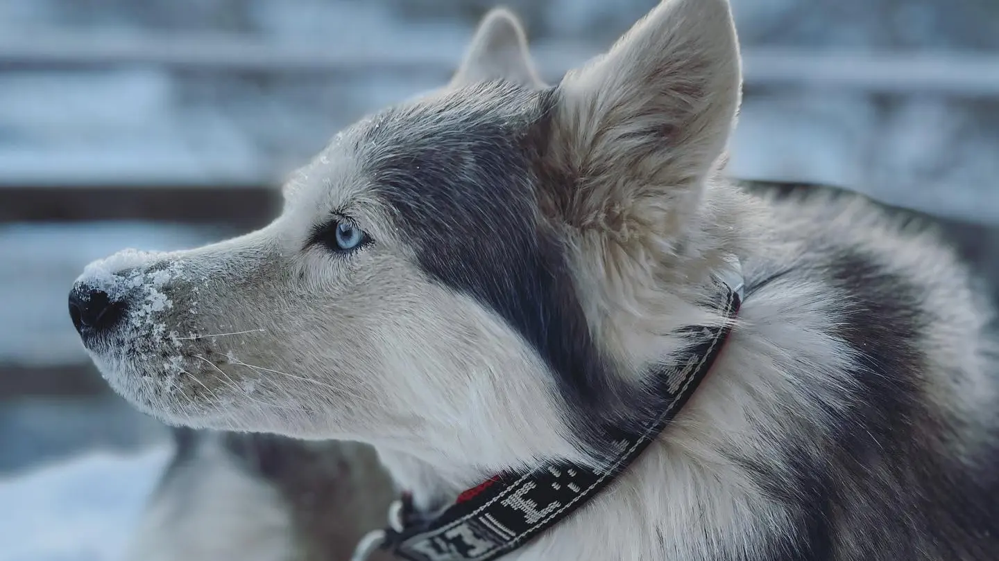 Husky de Sibérie