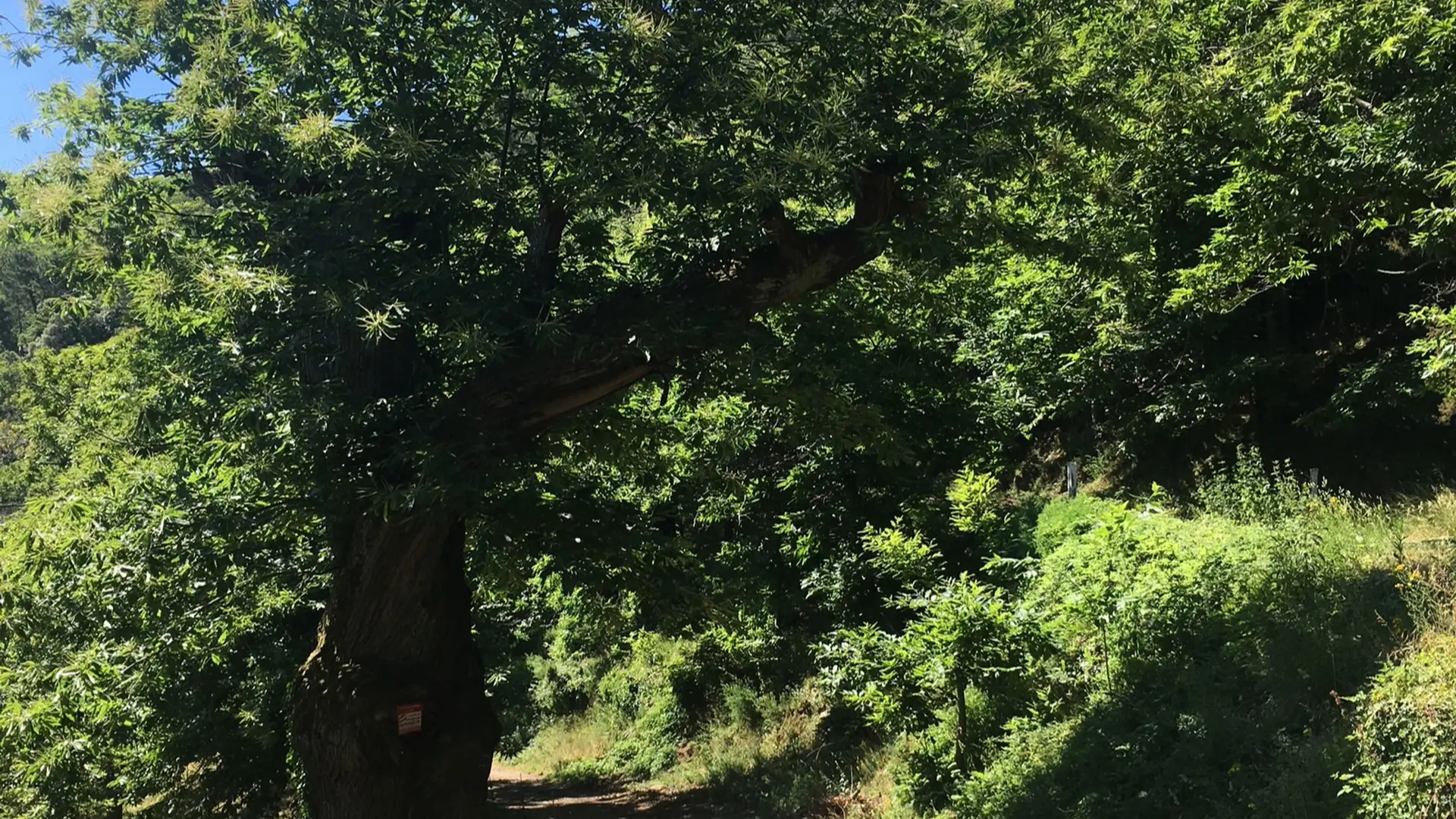 Sentier entouré de végétation de part et d'autre menant à la Chartreuse