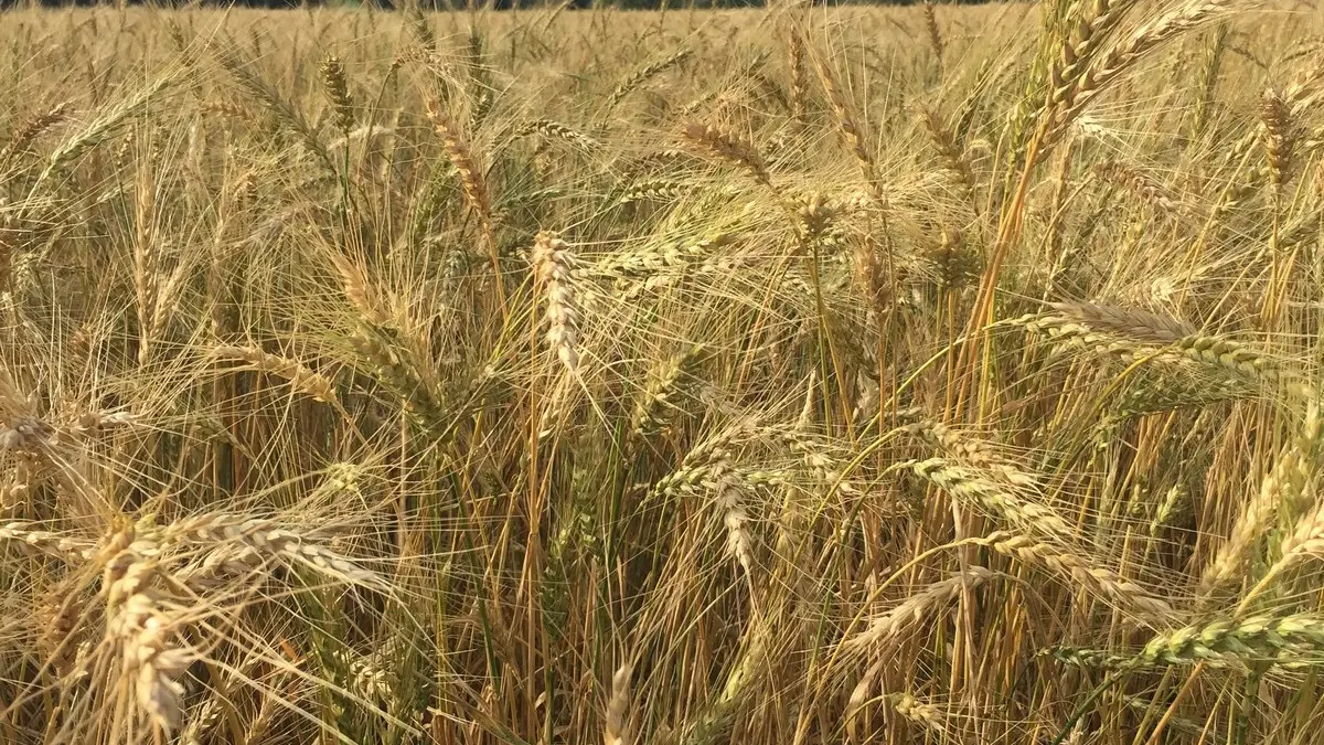 Boulangerie Terre & Blé à Saiint-Rémy-de-Provence