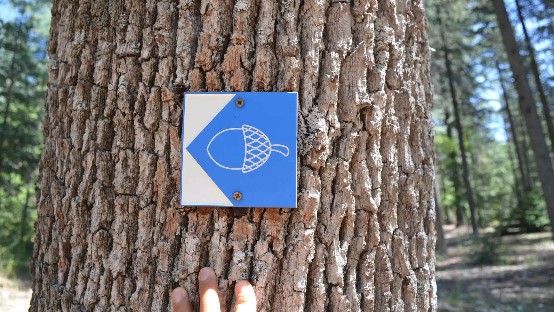 Balisage graine bleue