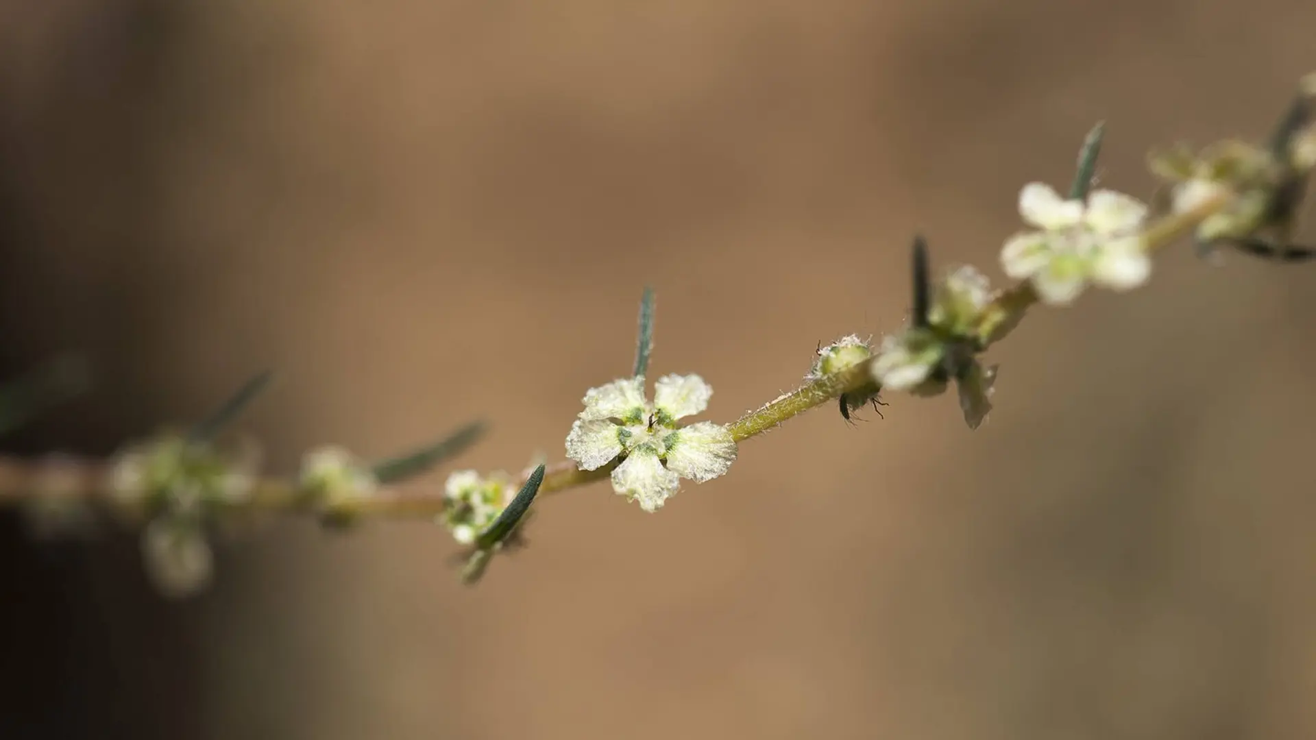 Bassie à fleurs laineuses