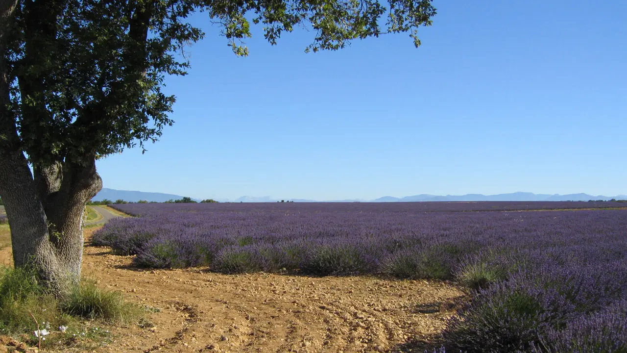 Plateau de Valensole lavande