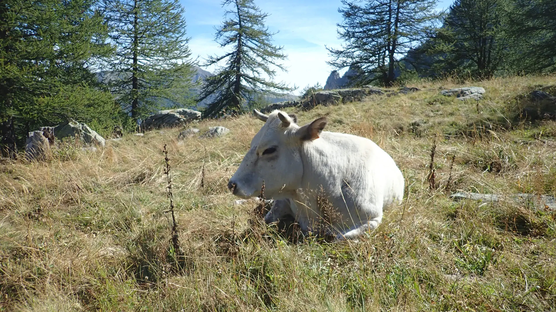 Vache à Casterino