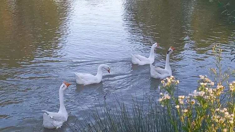 animaux domestiques