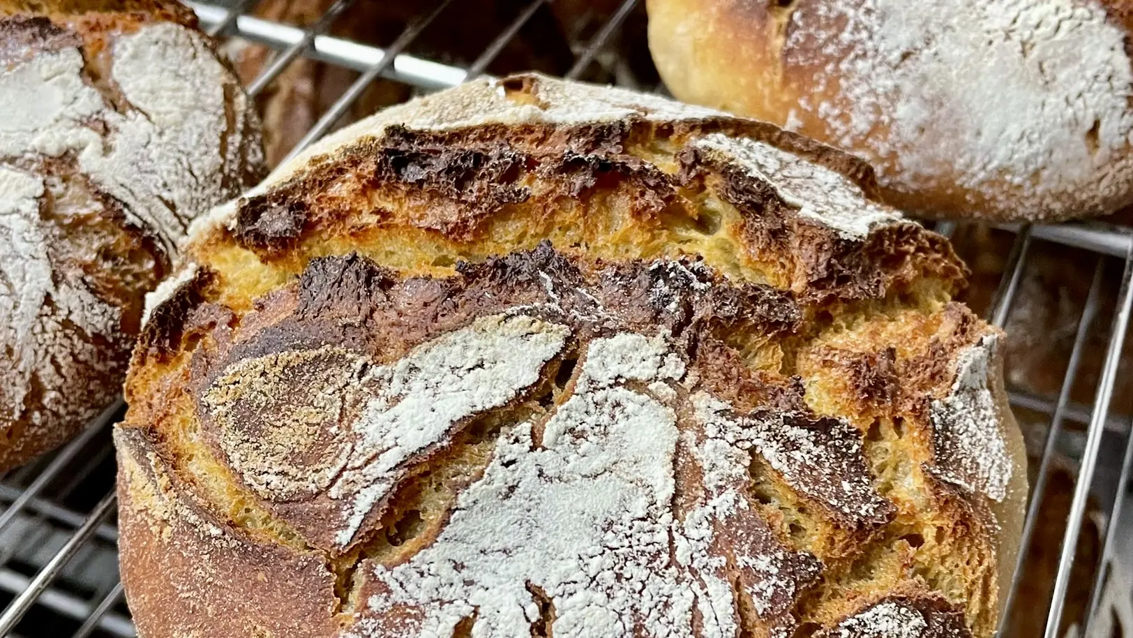 Pains au blé ancien Khorasan de Charente-Maritime