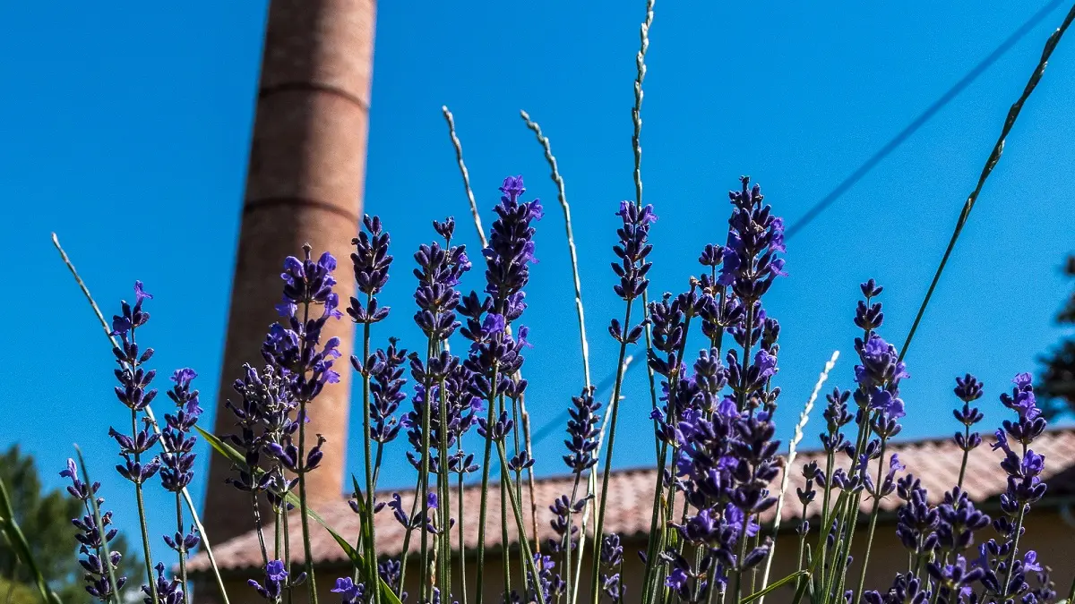 Distillerie Musée distillerie de Lavande
