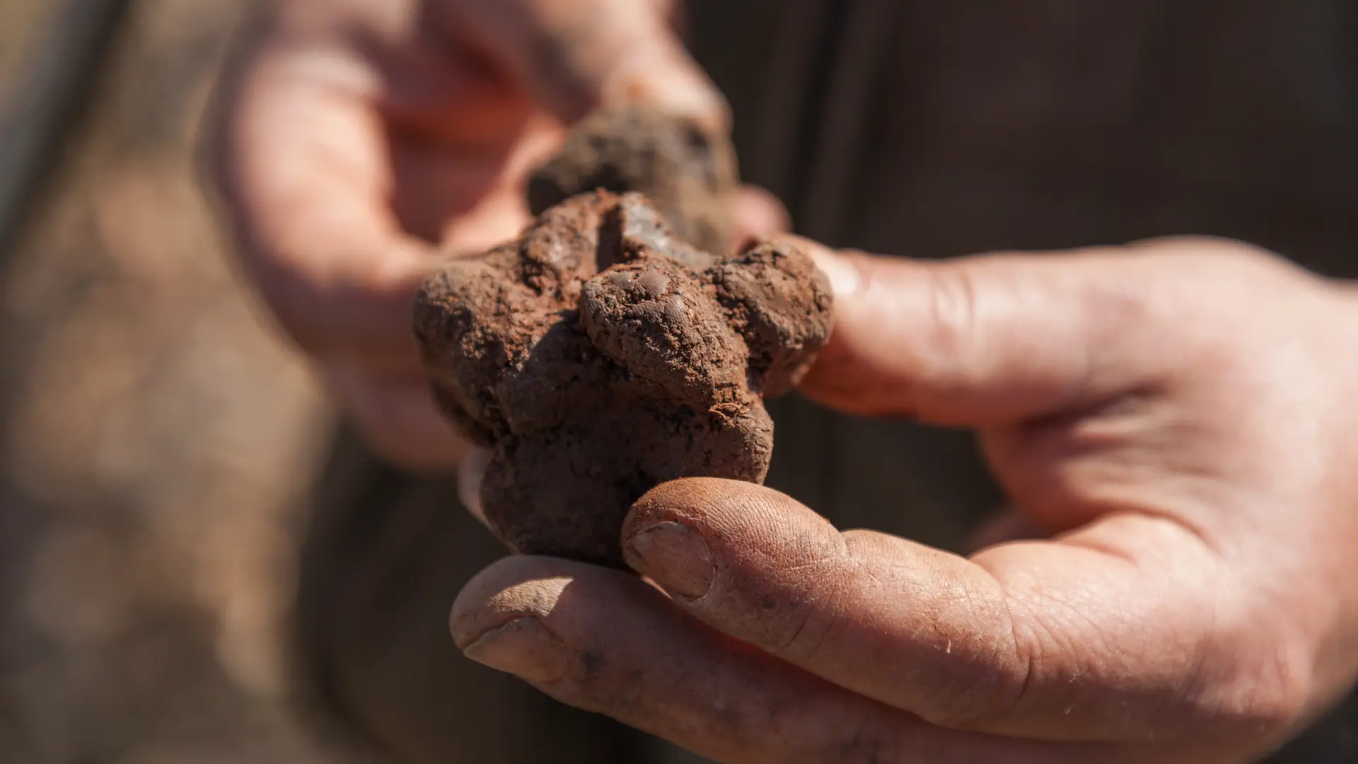 Truffe