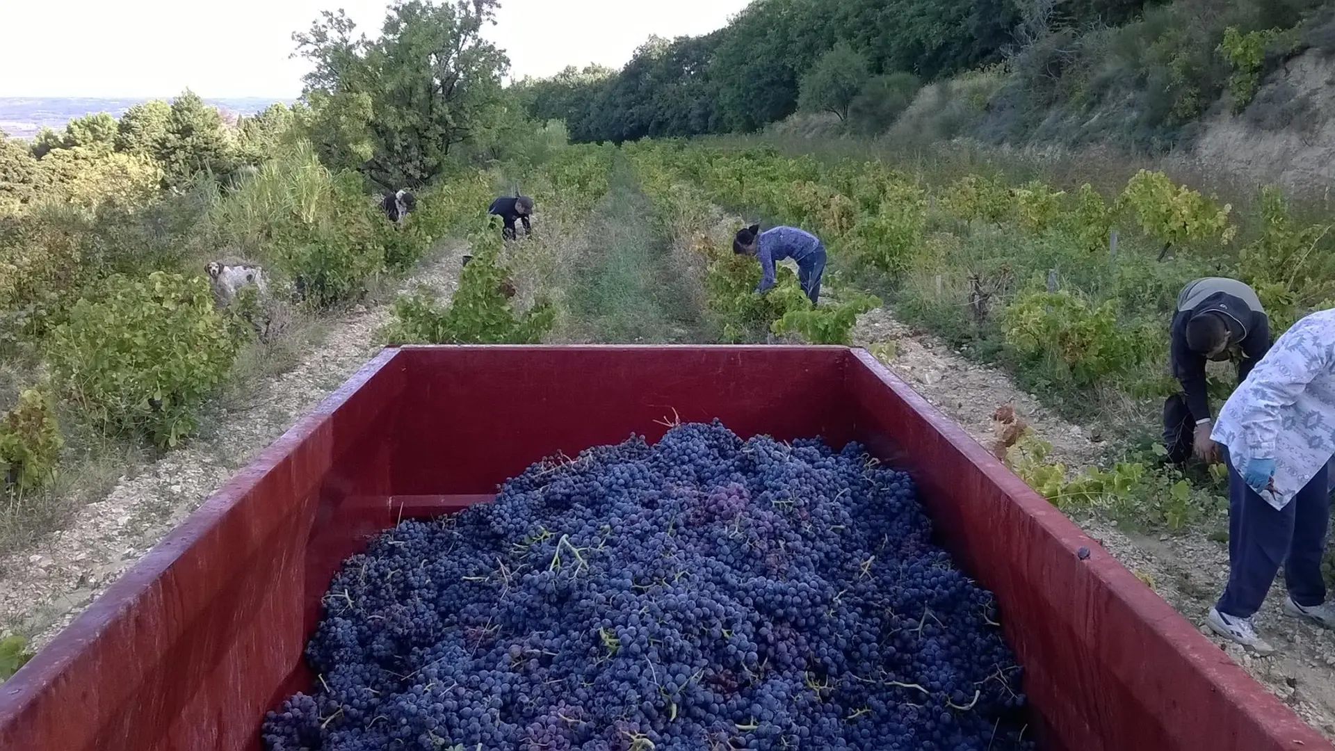 vendanges manuelles