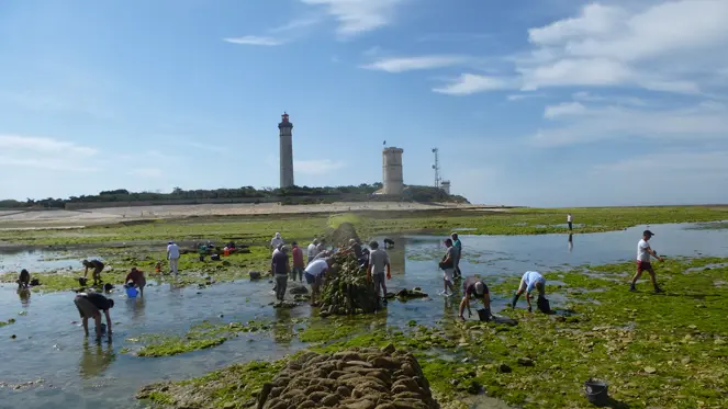 Pêche à pied