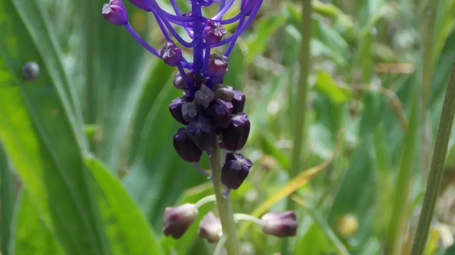 Muscari printemps