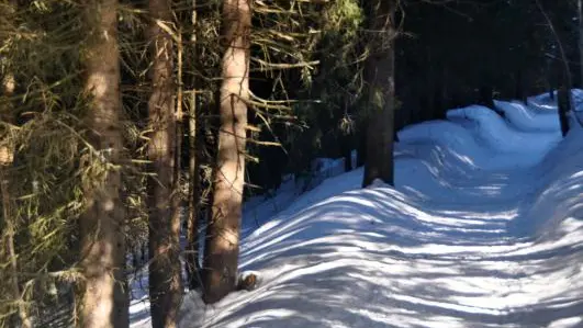 Et si vous partiez faire un tour en raquettes ?