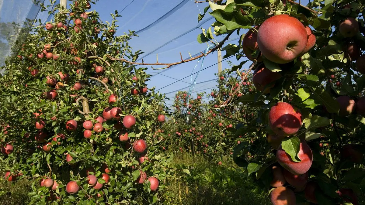 pommier