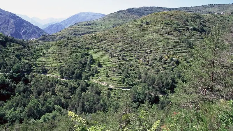 Randonnée Mont Torrage. La Bendola à Saorge, lignes de restanques bien visibles;