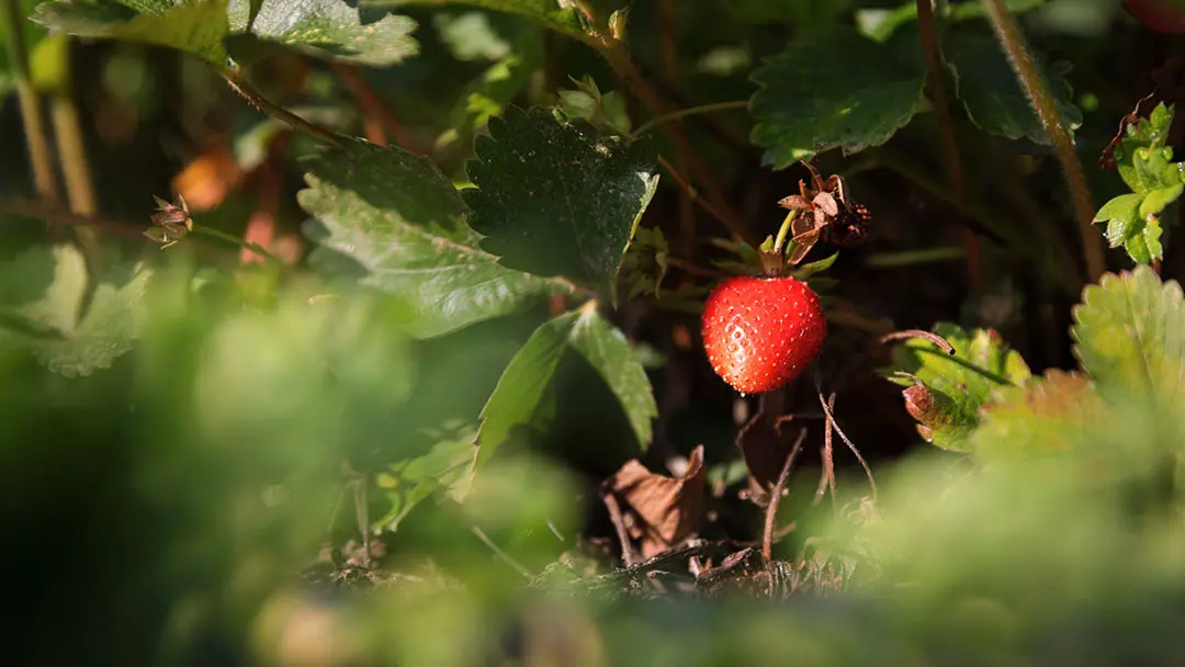 Les Fraises - Mai & Juin