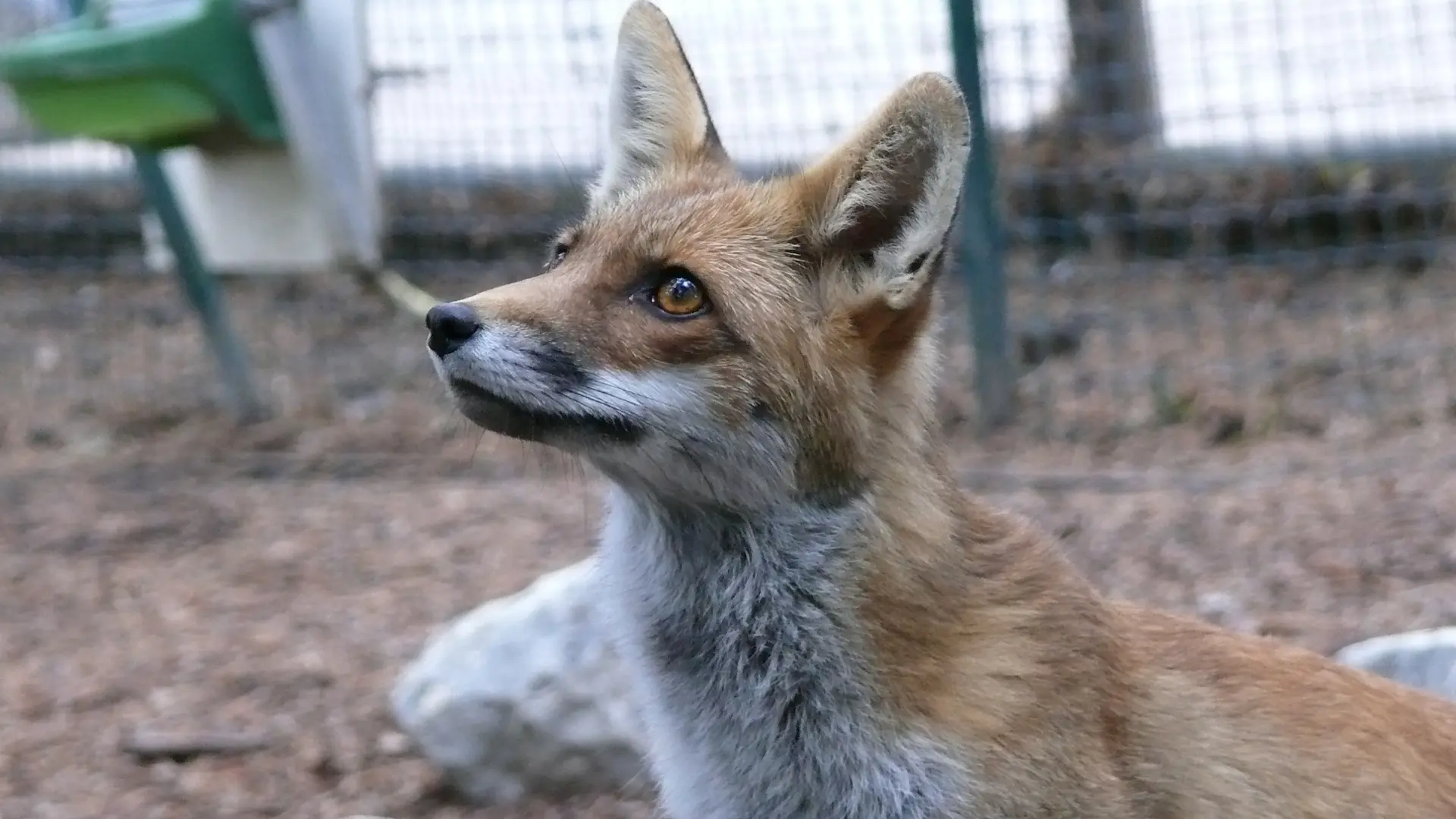 Parc Animalier de Serre-Ponçon LE SAUZE-DU-LAC