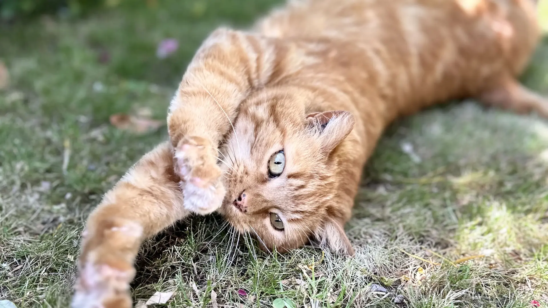 Oscar le chat de la maison