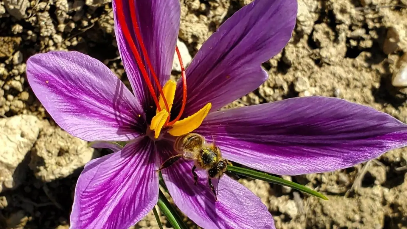 Safran (crocus sativus)