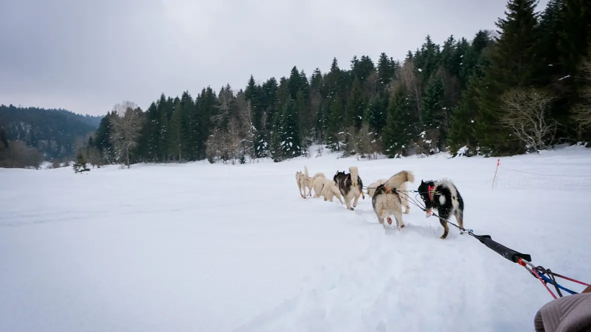 Au Coeur des Loups-Traîneau à chiens