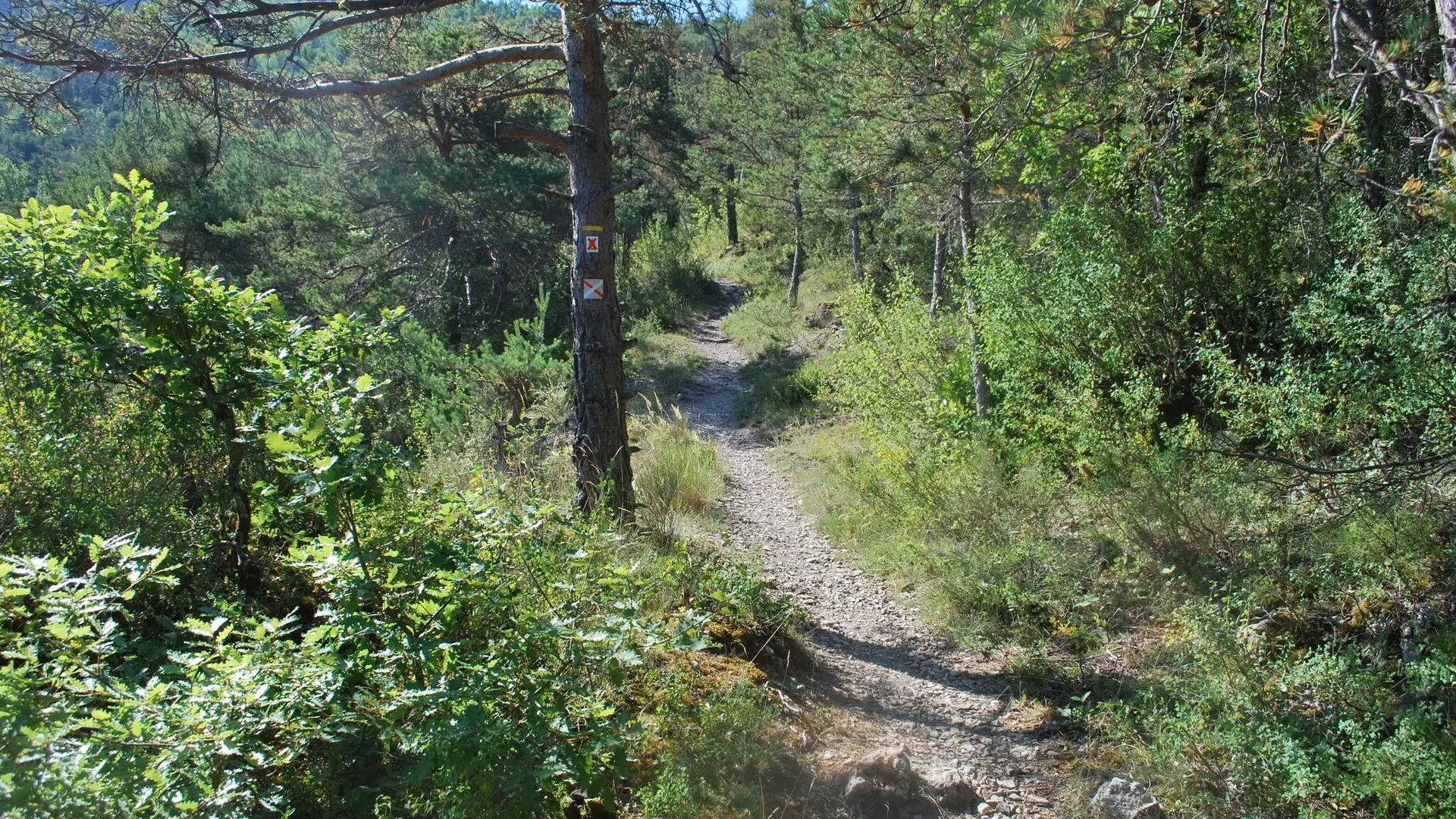 Sentier en sous-bois