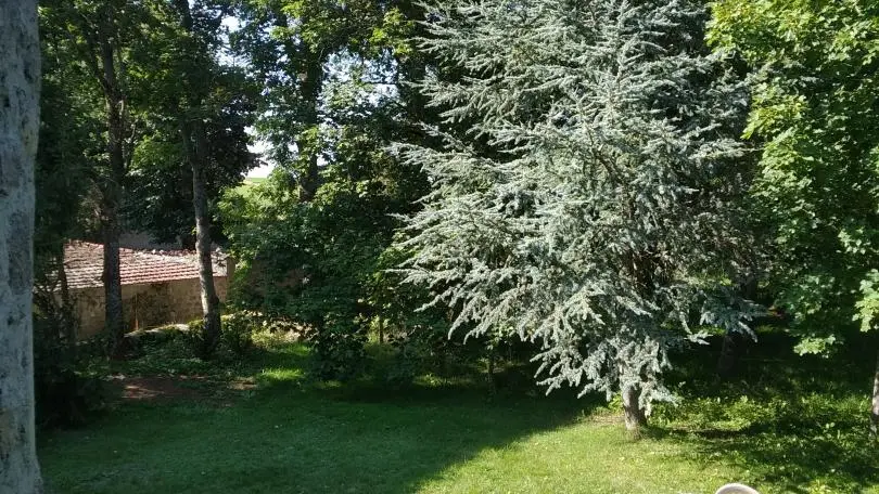 vue sur parc à partir du perron: le cèdre bleu