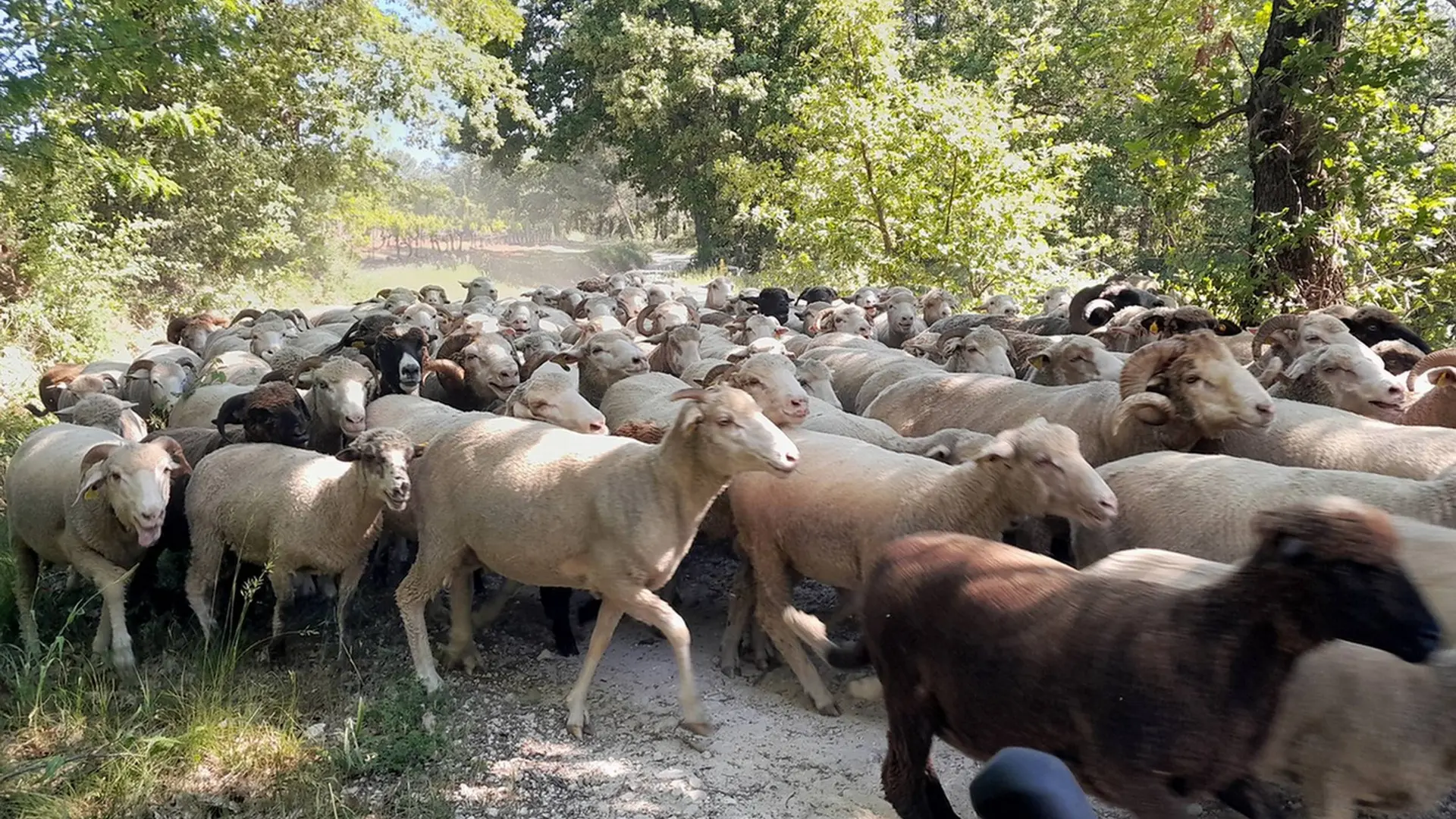 Troupeau sur le Chemin des Marseillais